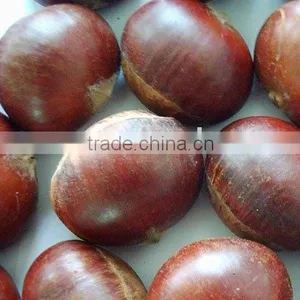 New Season Fresh Chestnut (60-80pcs/kg) thumbnail-1