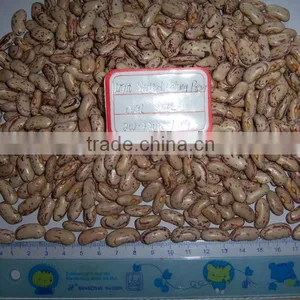 Light Speckled Kidney Bean thumbnail-1