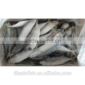 Best Quality Frozen Indian Mackerel Fish for Sale thumbnail-1