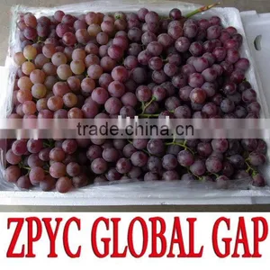 Fresh Red Globe Grape thumbnail-1