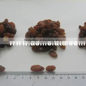 Top Quality Raisin(sun Dried) From Xinjiang thumbnail-1