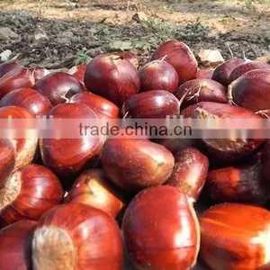 2015 New Crop Dandong Raw Sweet Organic Chestnuts thumbnail-3