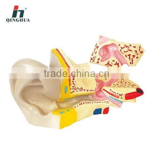 Human Ear thumbnail-1