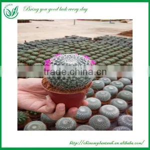 Gymnocalycium Saglionis Cactus thumbnail-1