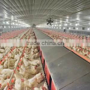 Goldenest Automatic Egg Collection System Chicken Nesting Boxes Factory Price JCJ15-A02 thumbnail-3