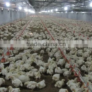 Automatic Chicken Raising Equipment thumbnail-2