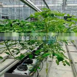 Single Layer Float Glass Greenhouse for Tomato Hydroponic thumbnail-2