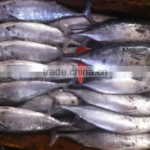 Frozen Bonito Tuna thumbnail-4