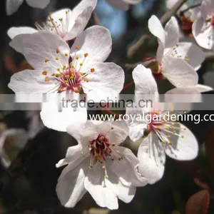 Prunus Cerasifera thumbnail-1