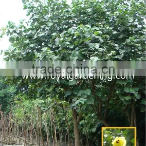 Hibiscus Tiliaceus Landscaping Tree thumbnail-1