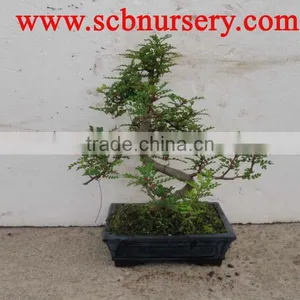 Zanthoxylum Bonsai Art 25cm thumbnail-1