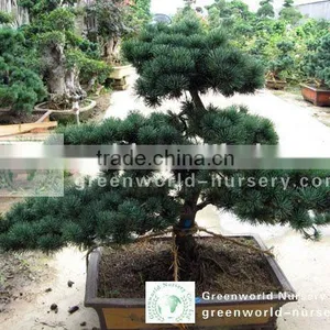 Podocarpus Macrophyllus Small Bonsai thumbnail-1