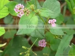 BOERHAVIA DIFFUSA thumbnail-1
