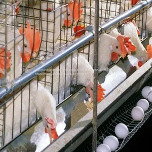 Customized Size PP Broiler Farm Manure Belt H Type Chicken Cage thumbnail-3