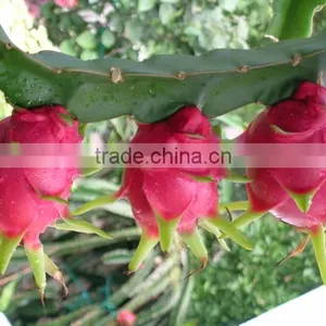 Dragon Fruit Vietnam Specialties - Fresh Dragon Fruit for Sale - Red Dragon Fruit thumbnail-6