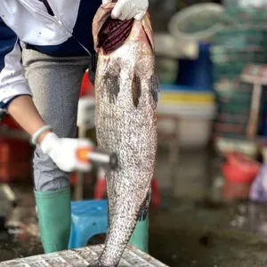 Brown Croaker thumbnail-3