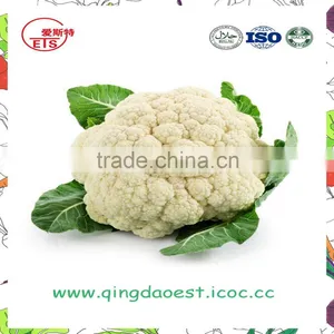 Harvest for Sale in Competitive Price Chinese Fresh Cauliflowers thumbnail-1