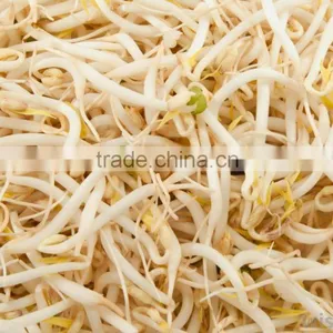 New Crop Peeled Split Green Mung Beans thumbnail-5