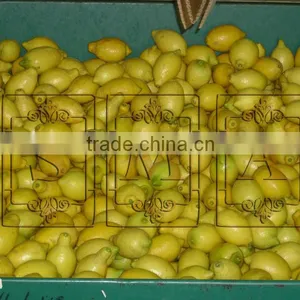 Lemon thumbnail-1
