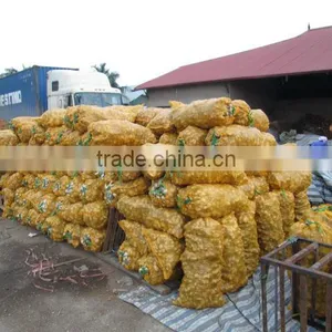 HOANG KIM VIETNAM' S Fresh Ginger thumbnail-1