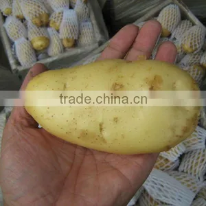 New Crop Fresh Potato thumbnail-1
