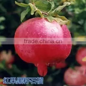 Easy Survival Pomegranate Seedling thumbnail-4