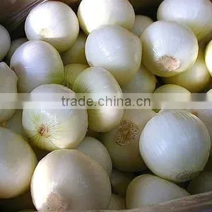 Fresh Onion thumbnail-1