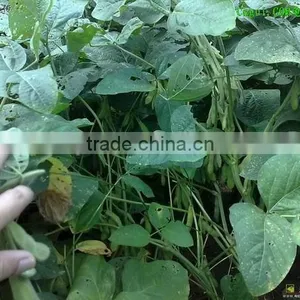 Black Soybeans With Yellow Kernel thumbnail-3