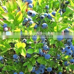 No Side Effects and Health Supplements Natural Pterostilbene Powder thumbnail-2