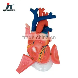 Human Heart Model 3times thumbnail-1