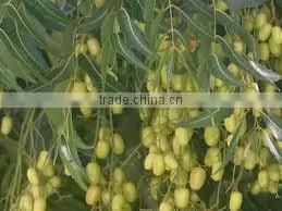 Neem Oil Bulk thumbnail-2
