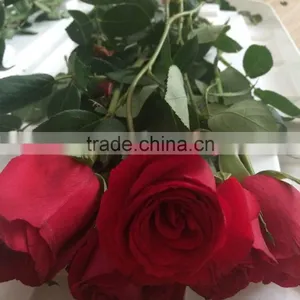 Natural Fresh Flower Fresh Rose From Kunming thumbnail-4