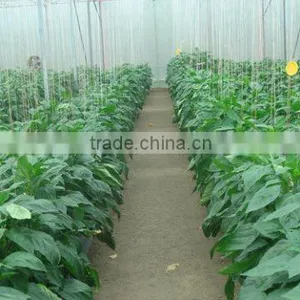 Glass Greenhouse-3 thumbnail-6
