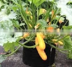 Outdoor Plant Bags Smart Pot Non Woven Plant Bag (1 Gal to 1200 Gal) thumbnail-4