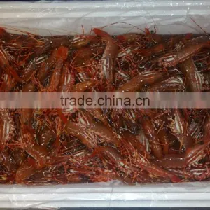 Live Spot Prawn thumbnail-3