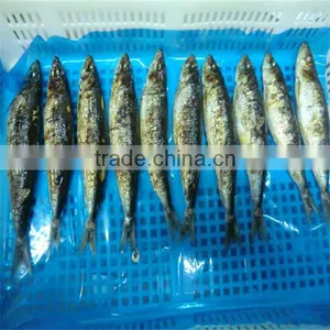Cooking Iqf Frozen Wholesale Fresh Fish thumbnail-1