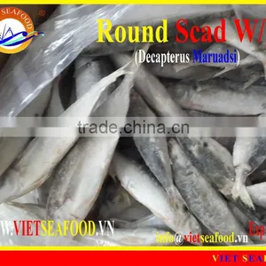 FROZEN ROUND SCAD WHOLE ROUND thumbnail-1