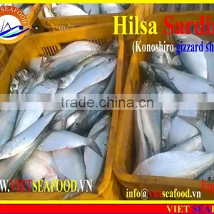 FROZEN HILSA SARDINE WHOLE ROUND thumbnail-6
