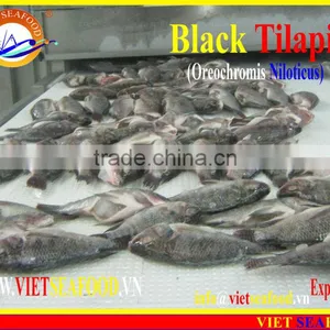 FROZEN BLACK TILAPIA WHOLE ROUND thumbnail-3
