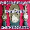 Fossil Handicraft thumbnail-1