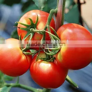 Tomato Extract/Lycopene Extract/Tomato P.E/ thumbnail-1
