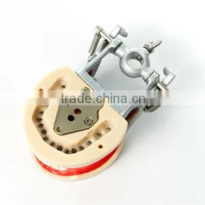 Dental Teeth Models thumbnail-1