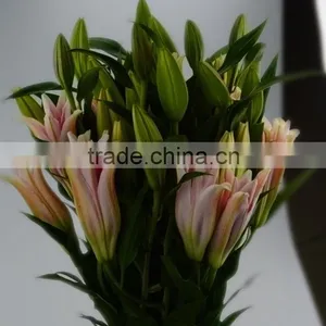 New Sorbonne Export Lilies Fresh Cut Flowers thumbnail-3