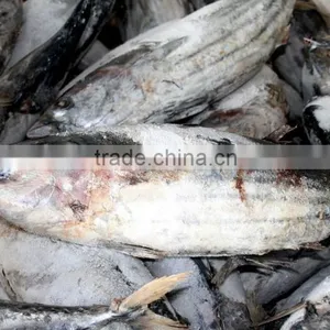 Frozen Katsuwonus Pelamis thumbnail-2