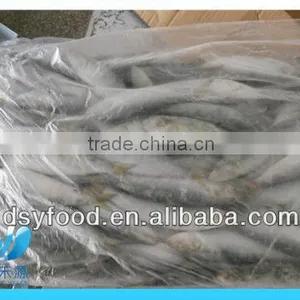 Frozen Fresh Sardine thumbnail-4