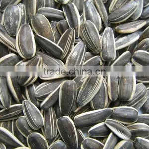 Chinese High Quality Sunflower Kernels thumbnail-1