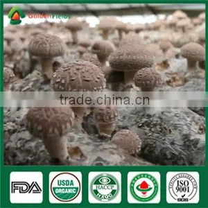 China Supplier Organic Greenhouse Fresh and Dried Shiitake Mushroom Sawdust Spore Spawn thumbnail-4