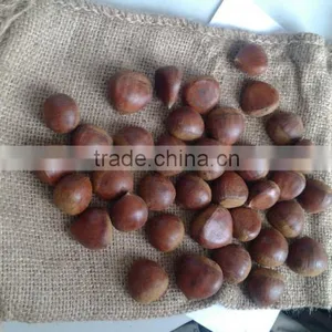 Import Fresh Chestnut thumbnail-2