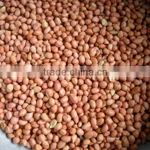 Groundnut thumbnail-1