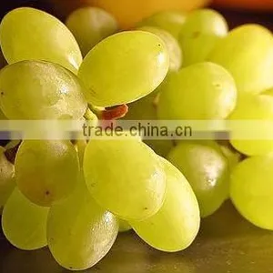 Grapes thumbnail-1
